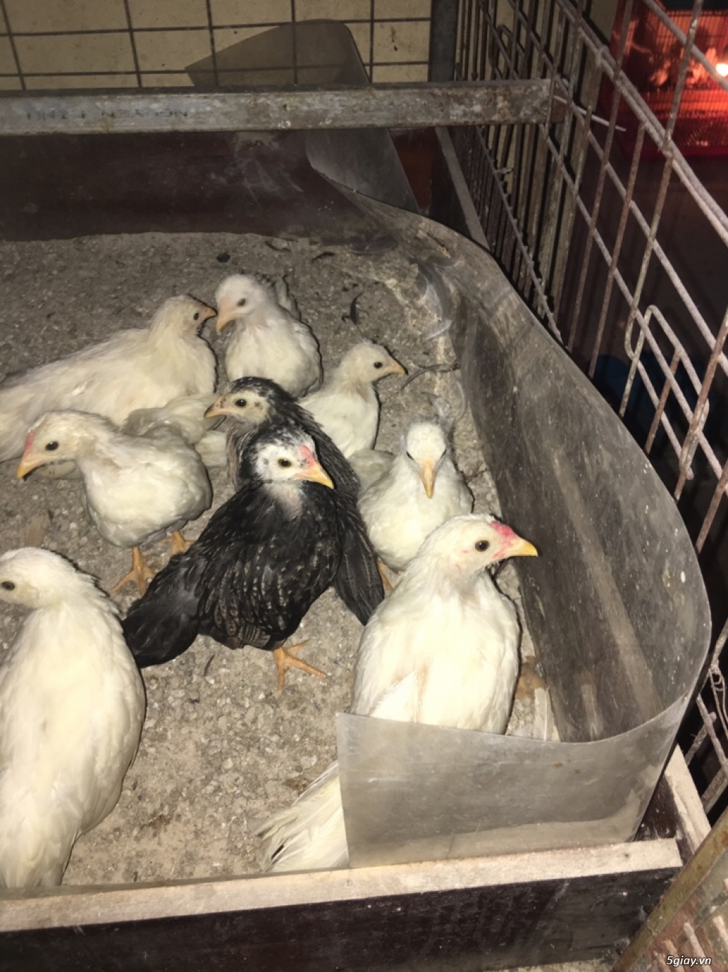 Thanh lý Gà pekin giá rẻ - 1