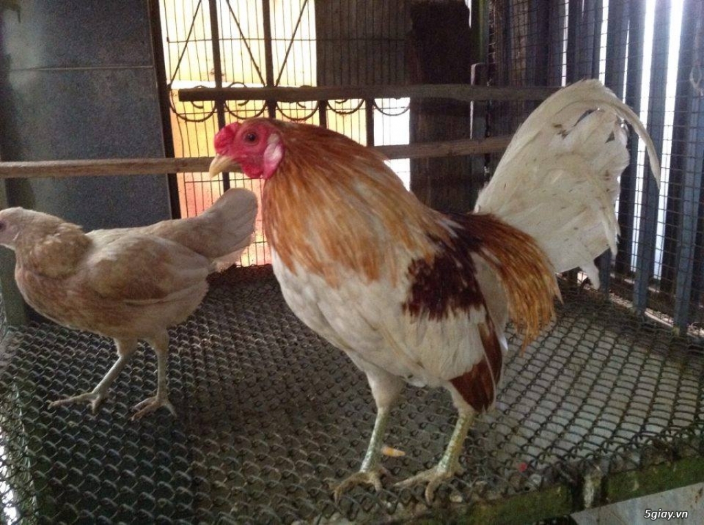 Gà Mỹ Bướm, xanh bông con. - 3