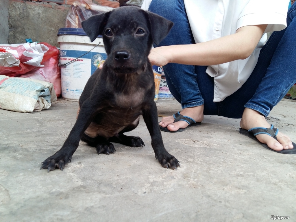 Bán chó con Phú Quốc Vàng  tại TPHCM - 7