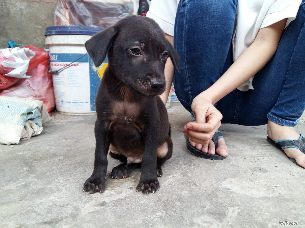 Bán chó con Phú Quốc Vàng  tại TPHCM - 8