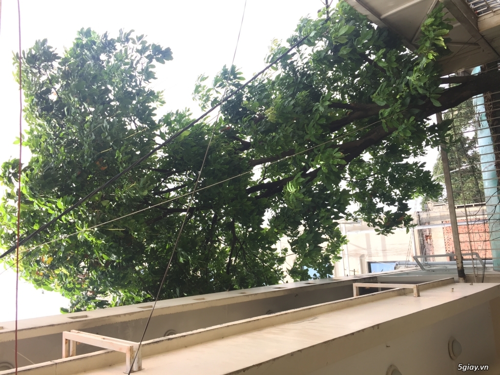 Cần bán cây lộc vừng - 1