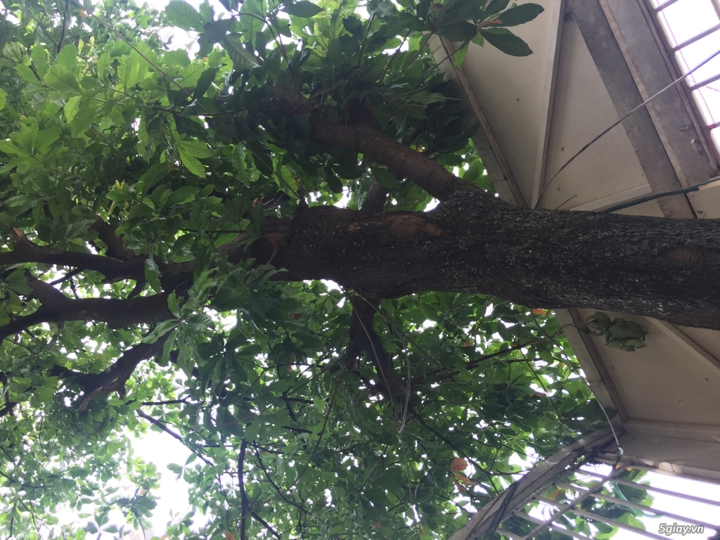 Cần bán cây lộc vừng