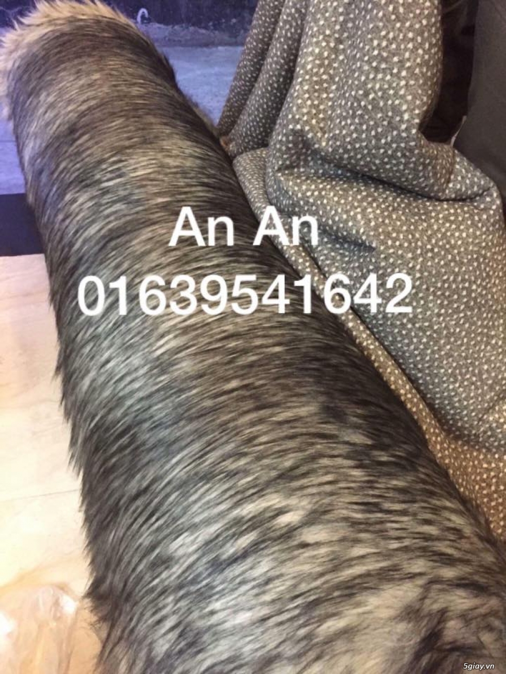 CẦN BÁN THẢM LÔNG THÚ CHỤP ẢNH - LÓT SÀN - 1