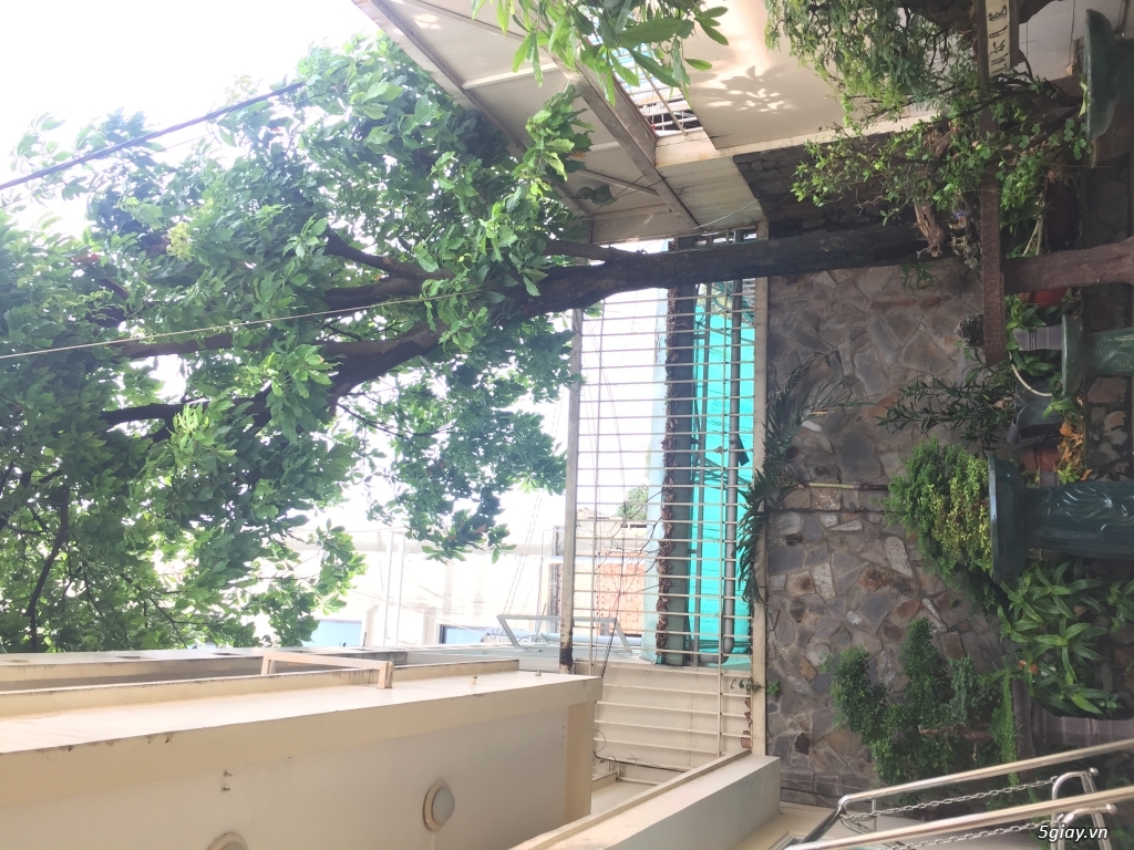 Cần bán cây lộc vừng - 2