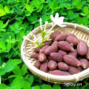 Hạt đười ươi