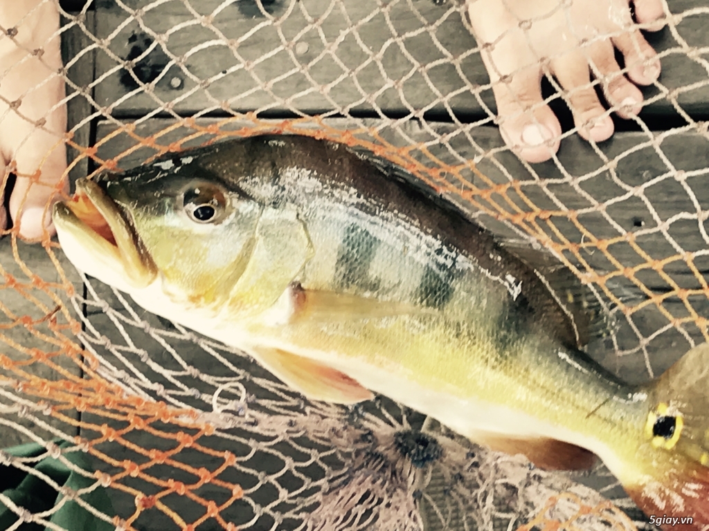 Đăng theo nguyện vọng pác @blackdog - 1