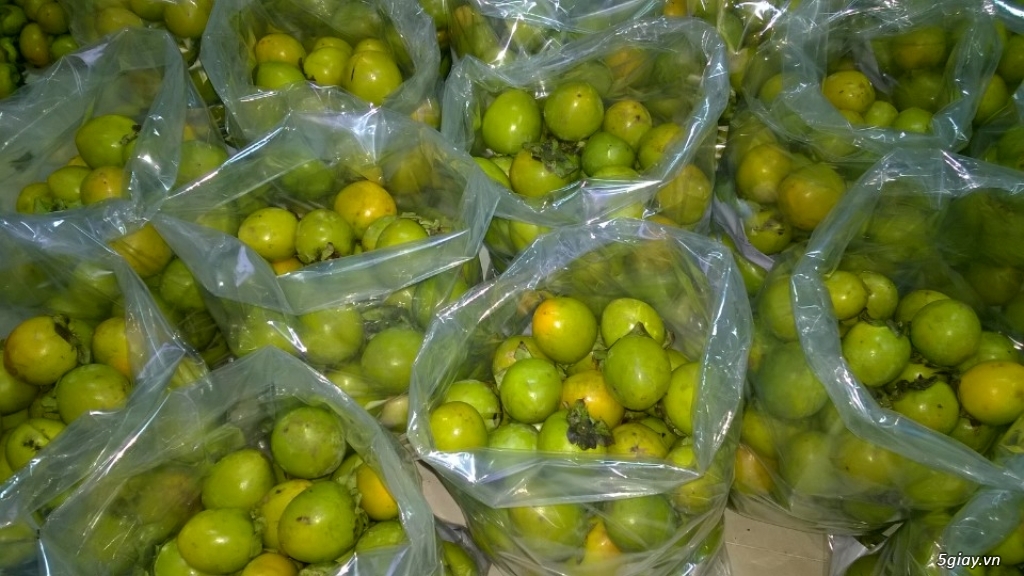 Hồng Giòn Đà Lạt - 1