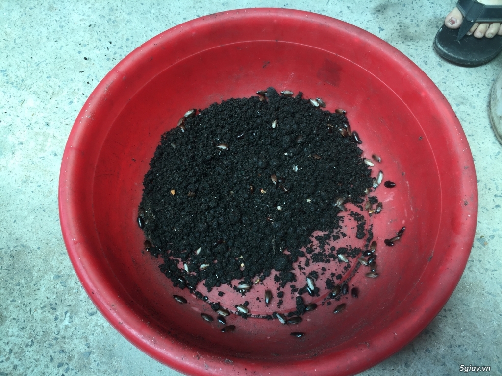 Gián đất giống (có hướng dẫn cách nuôi)