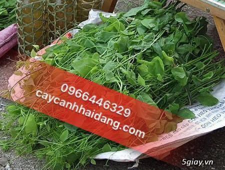 Bán giống cây rau ngót rừng, rau sắng rau rừng đặc sản tại hà nội