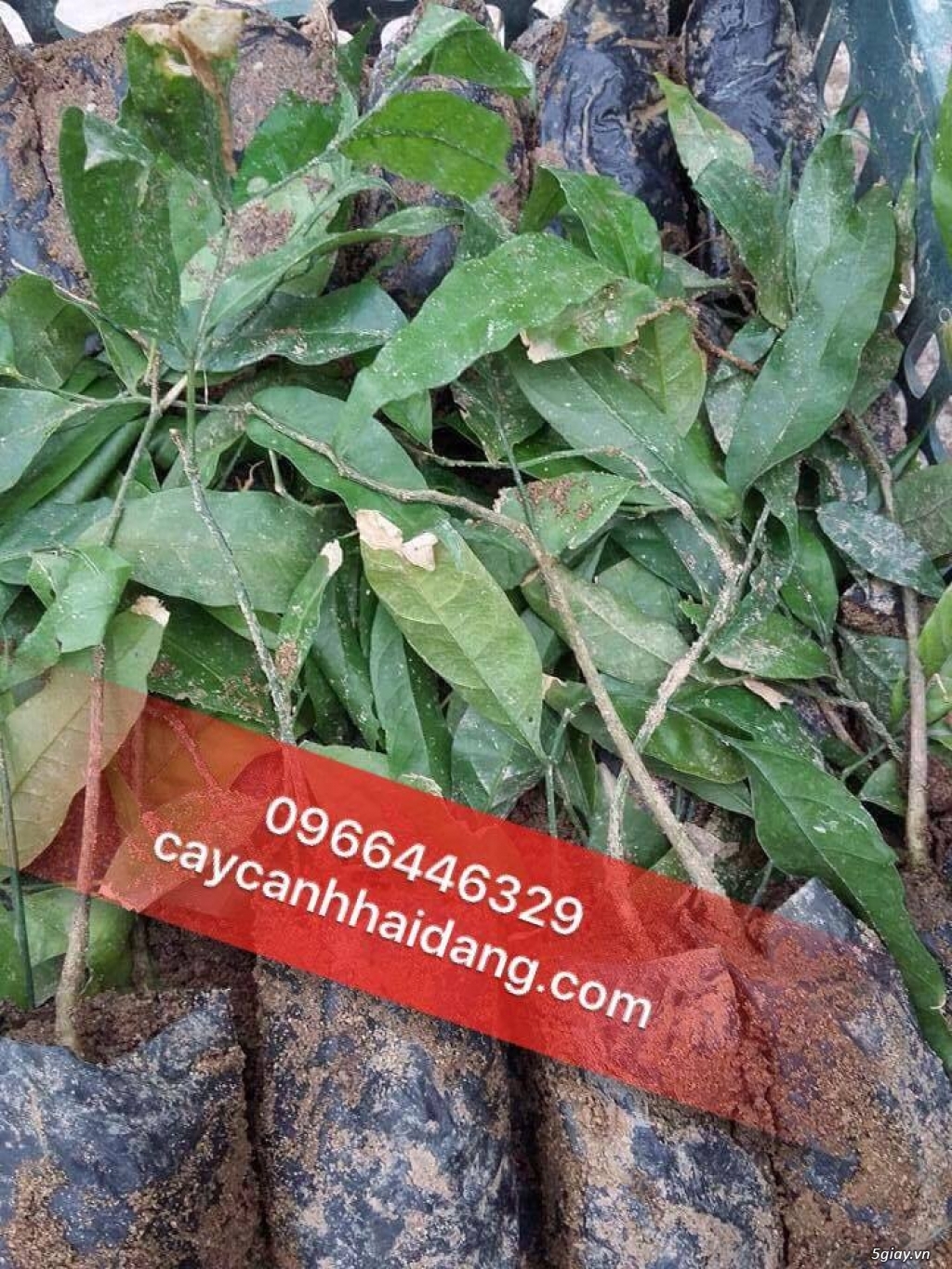 Bán giống cây rau ngót rừng, rau sắng rau rừng đặc sản tại hà nội - 1