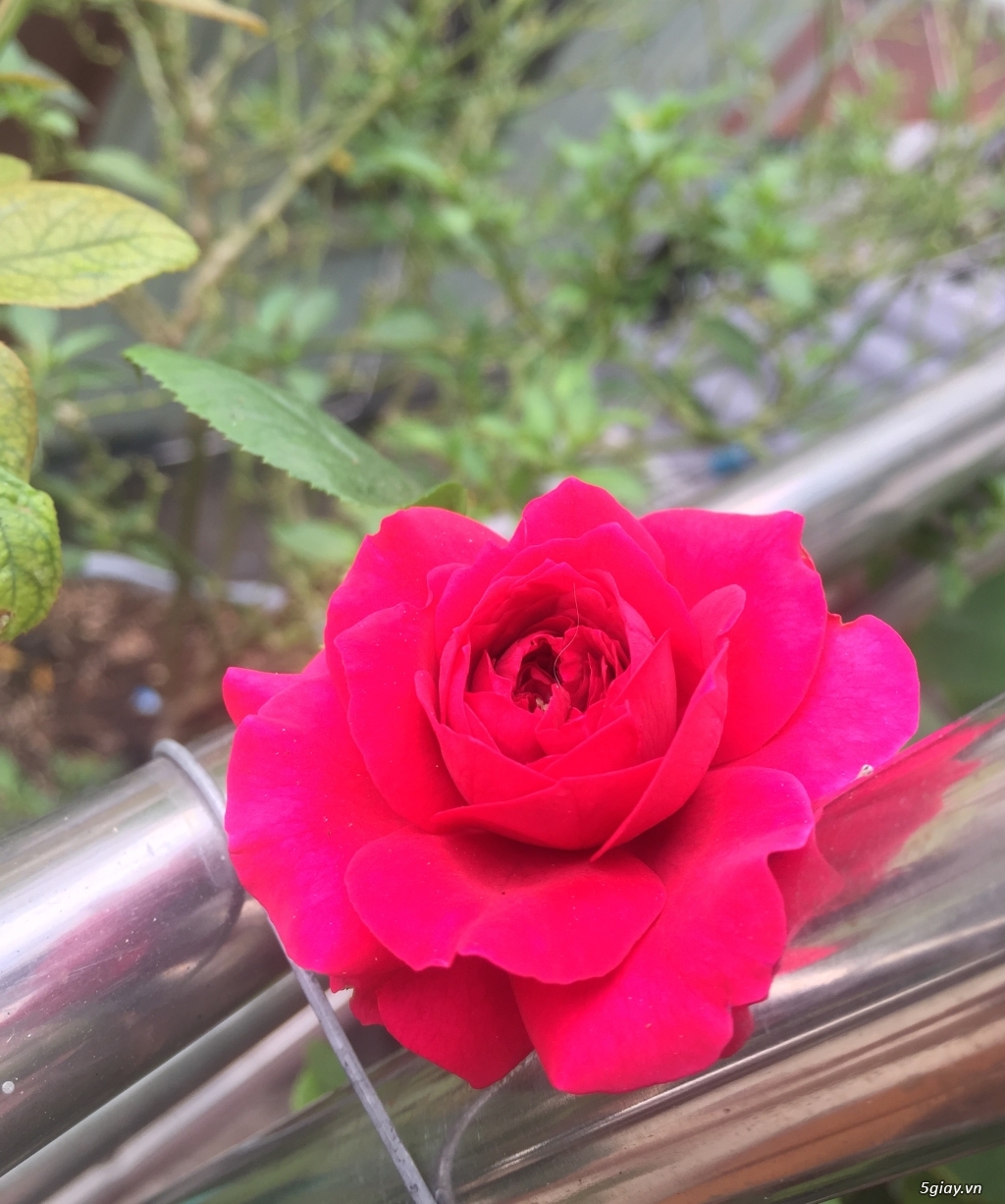 Thanh cây hoa hồng Red Eden cao 2m - 1