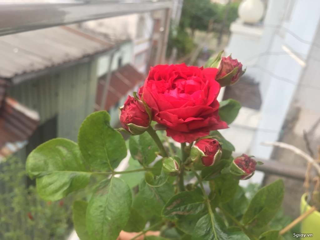 Thanh cây hoa hồng Red Eden cao 2m - 2