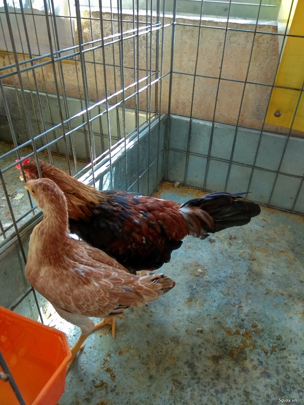 Cần bán cặp gà siu 4th bổn anh phụng vỹ - 2