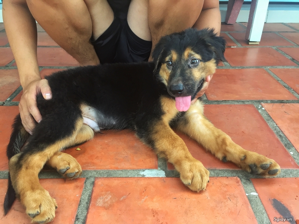 Becgie lông dài thuần chủng 2 tháng tuổi!! - 4