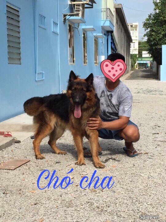 Becgie lông dài thuần chủng 2 tháng tuổi!!