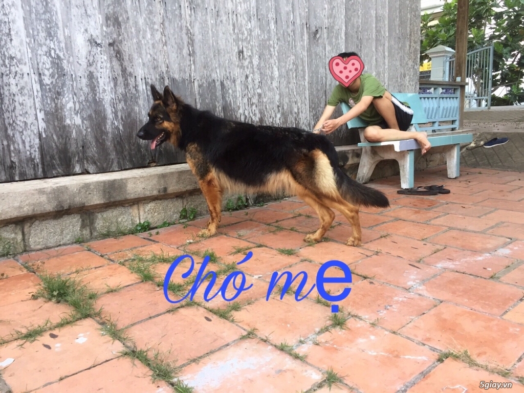 Becgie lông dài thuần chủng 2 tháng tuổi!! - 1