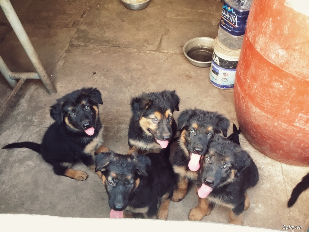 Becgie lông dài thuần chủng 2 tháng tuổi!! - 3