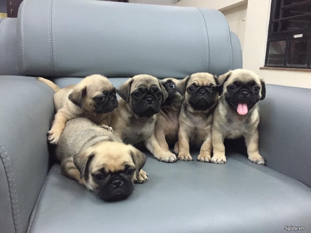 Chó Pug chân lùn, mini, chó sinh sản tại nhà! - 2