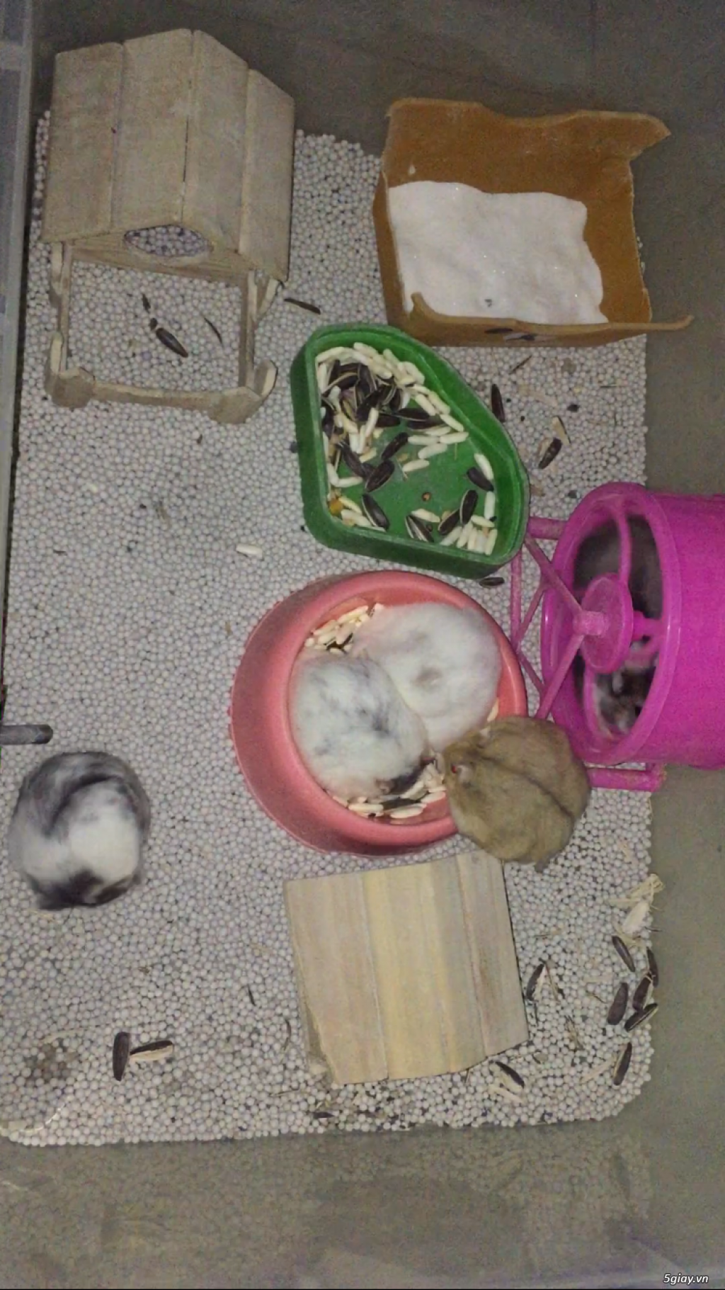 Tăng mấy em hamster cho bạn nào thực sự muốn nuôi