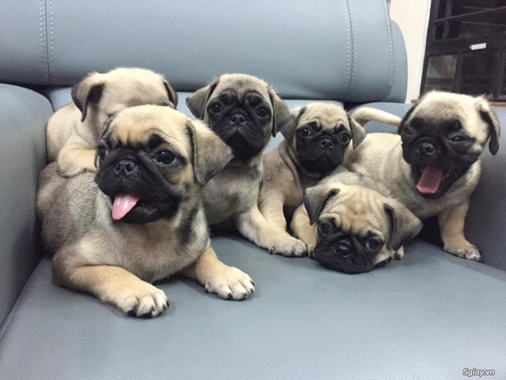 Chó Pug chân lùn, mini, chó sinh sản tại nhà! - 1