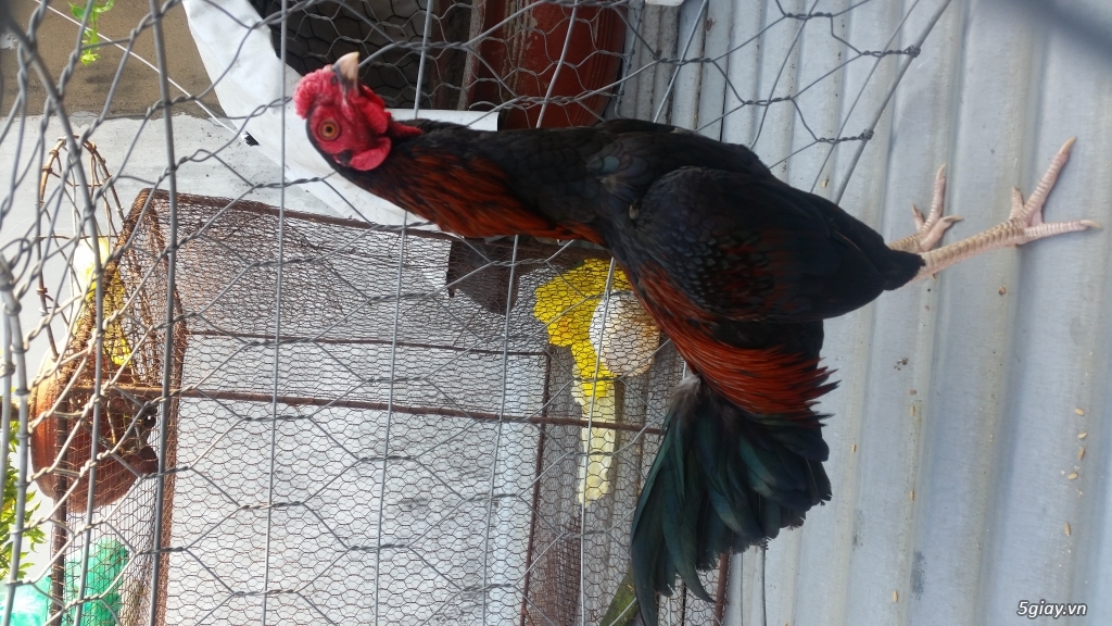 Gà asil rampuri
