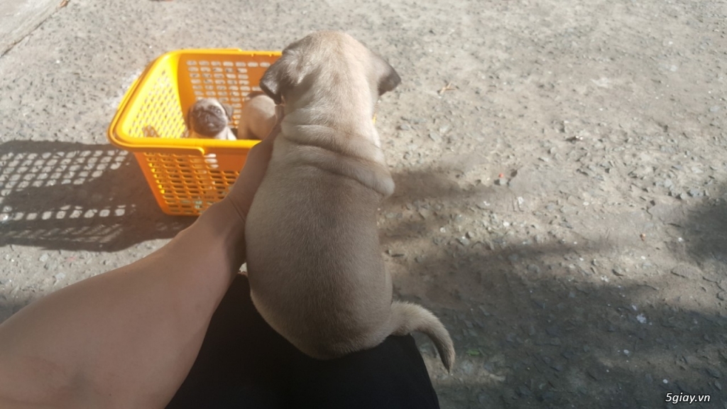 Bầy pug cái 2 tháng giá tốt - 1