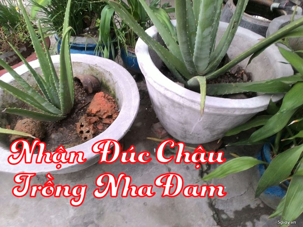 Bán cây nha đam giống To Bự Aloe Vera - 1