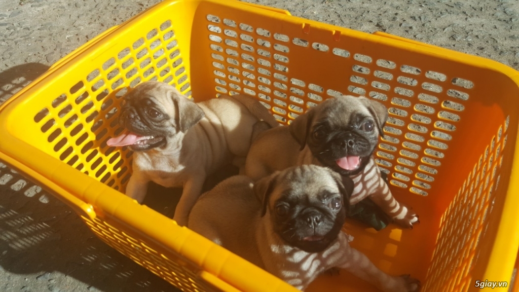 Bầy pug cái 2 tháng giá tốt - 2