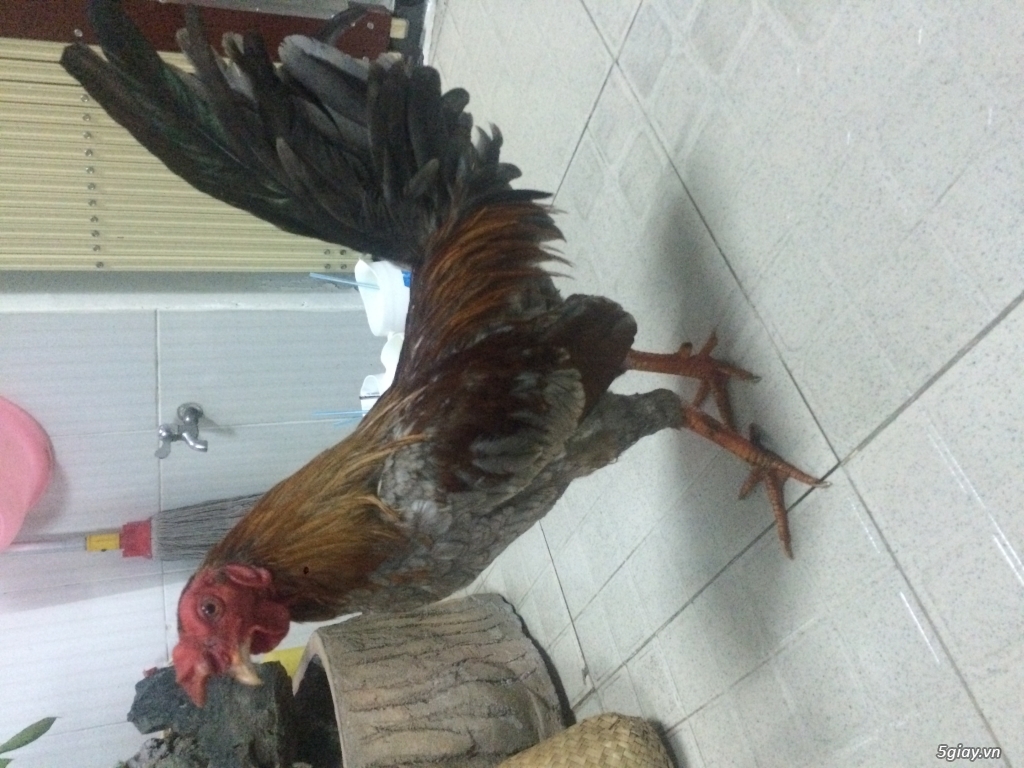 Siu mỹ cãn mái hoặc đá lấu - 5