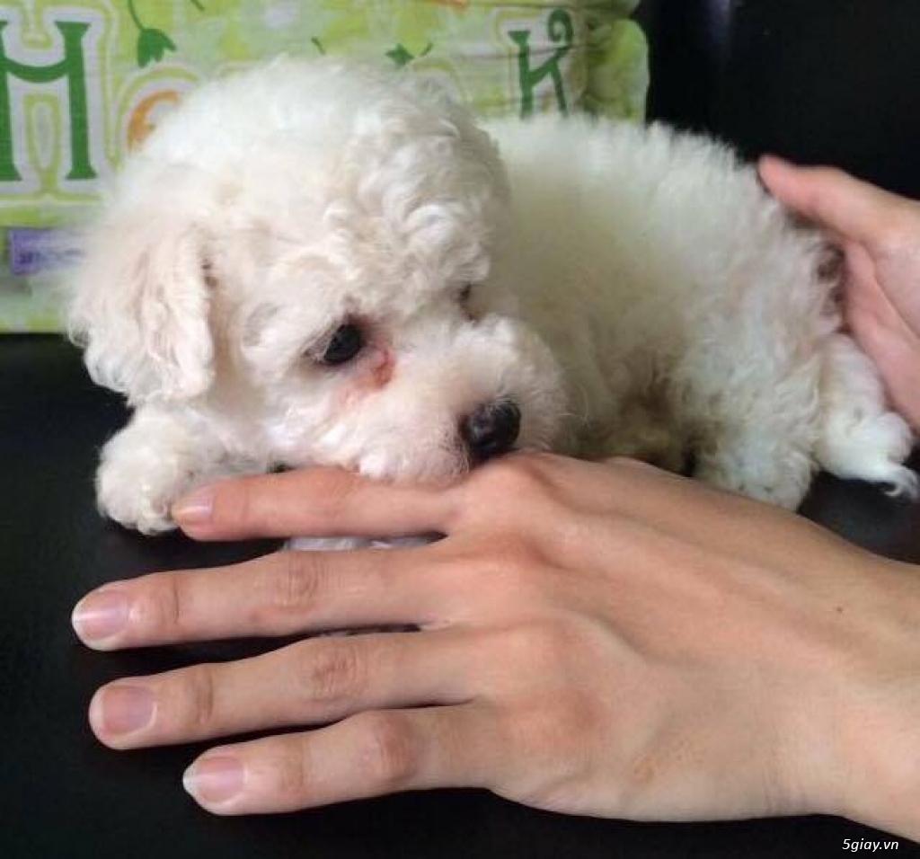 Cần bán bé tiny poodle màu trắng tinh như Ngọc Trinh 2 tháng rưỡi - 2