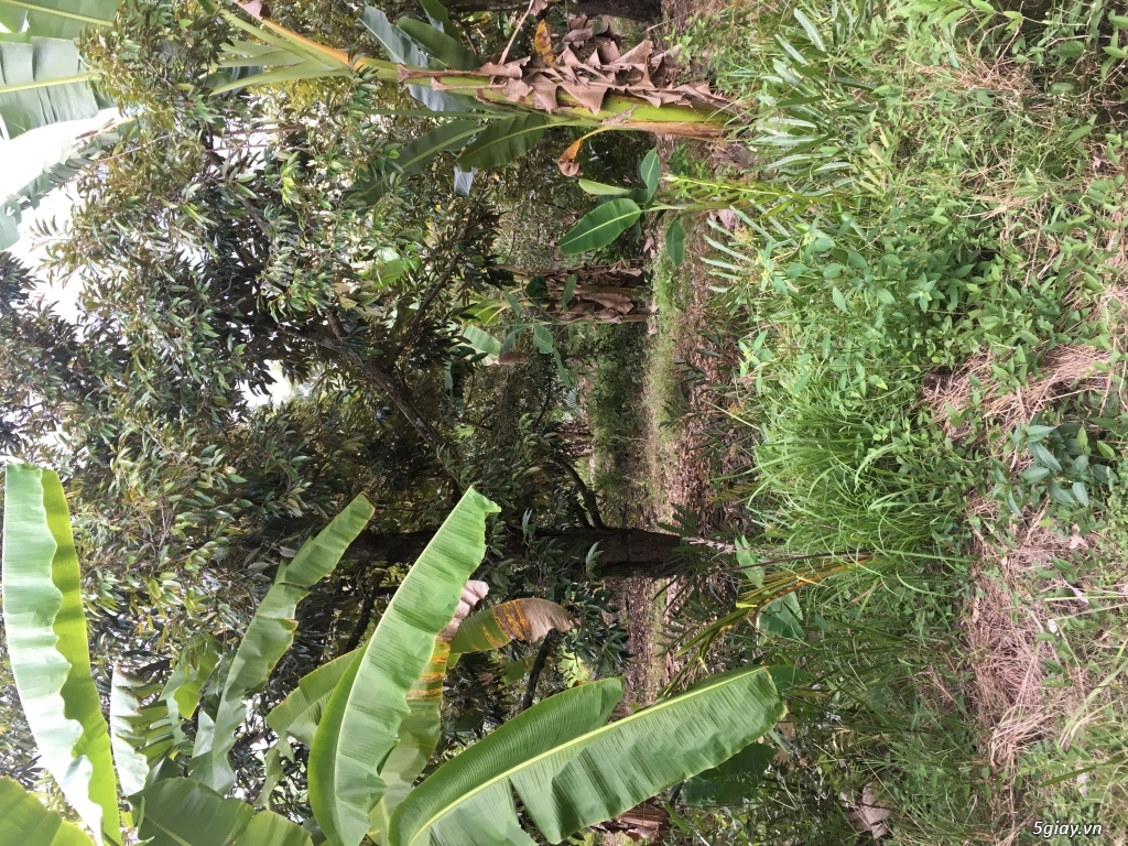 Đất nông nghiệp dt 9000m2 tại xã an phước huyện mang thít vĩnh long - 4