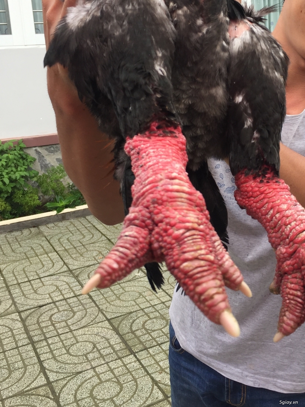 Bán gà đông tảo gốc hưng yên đạp mái - 1