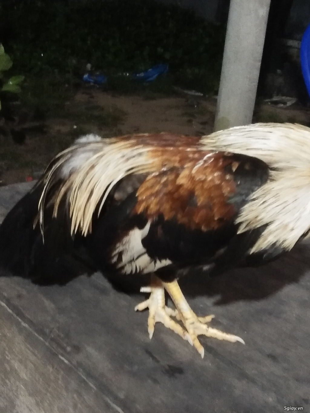 gà  linh nha ae gà  này  ăn  5x rồi, gà 8 lạng  nha. Nên  ế  độ. - 2