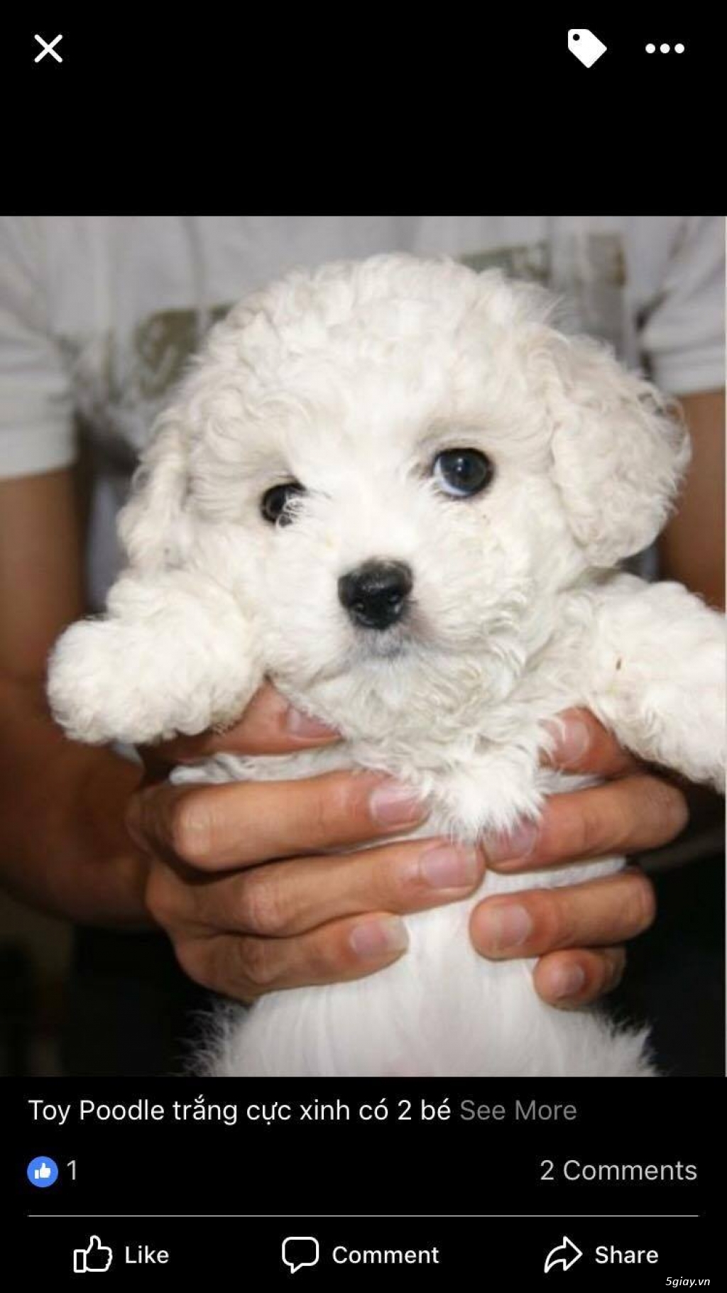 Cần bán bé tiny poodle màu trắng tinh như Ngọc Trinh 2 tháng rưỡi - 1