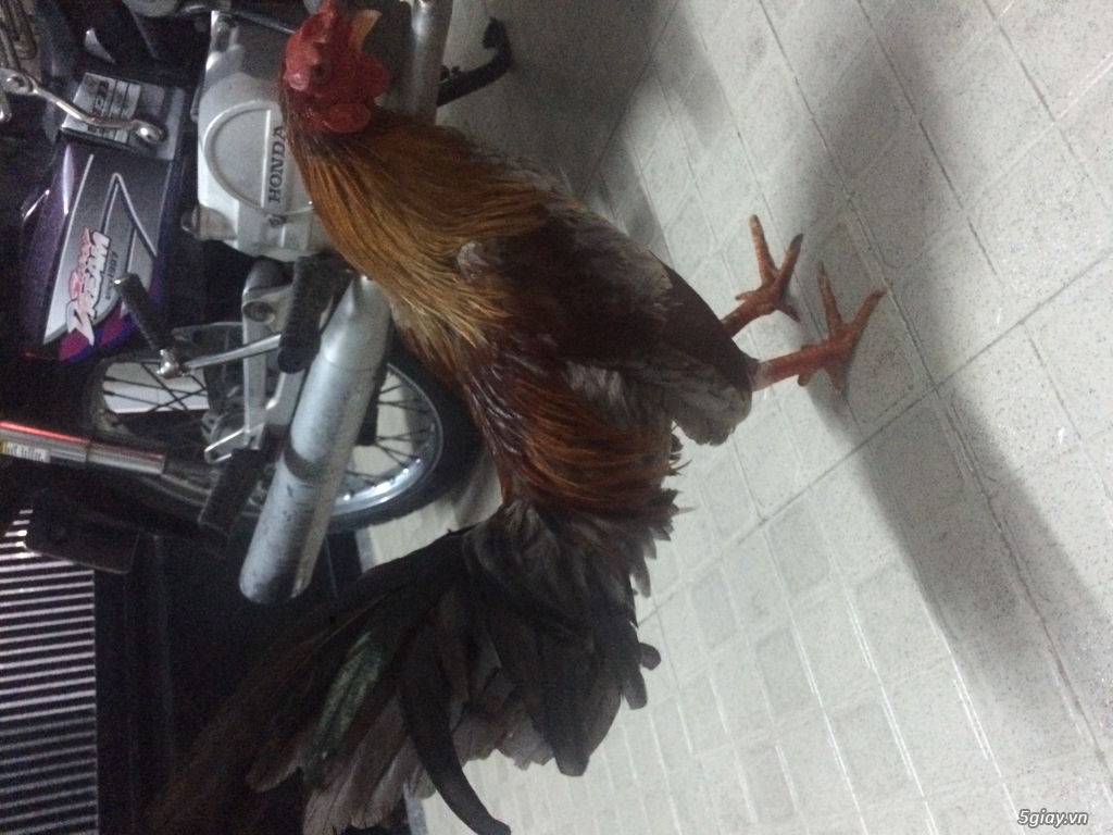 Siu mỹ cãn mái hoặc đá lấu - 4
