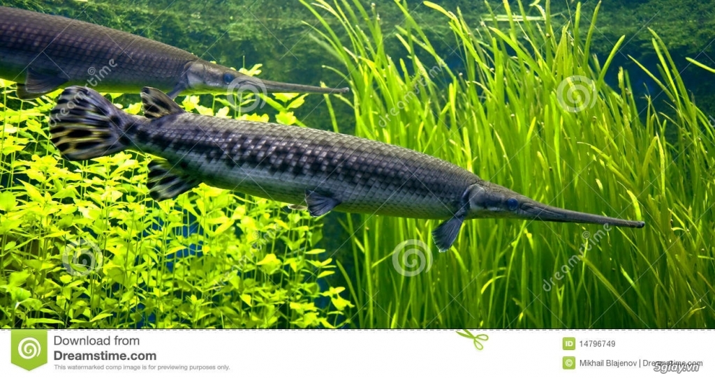 Bán cá sấu hỏa tiễn (Cá sấu mỏ vịt)