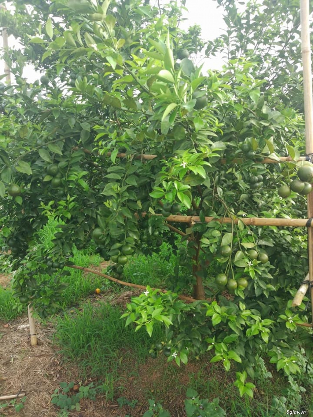 Bán trái cây vườn nhà - Quýt Đường - Cam Xoàn - Cam Cara - 2