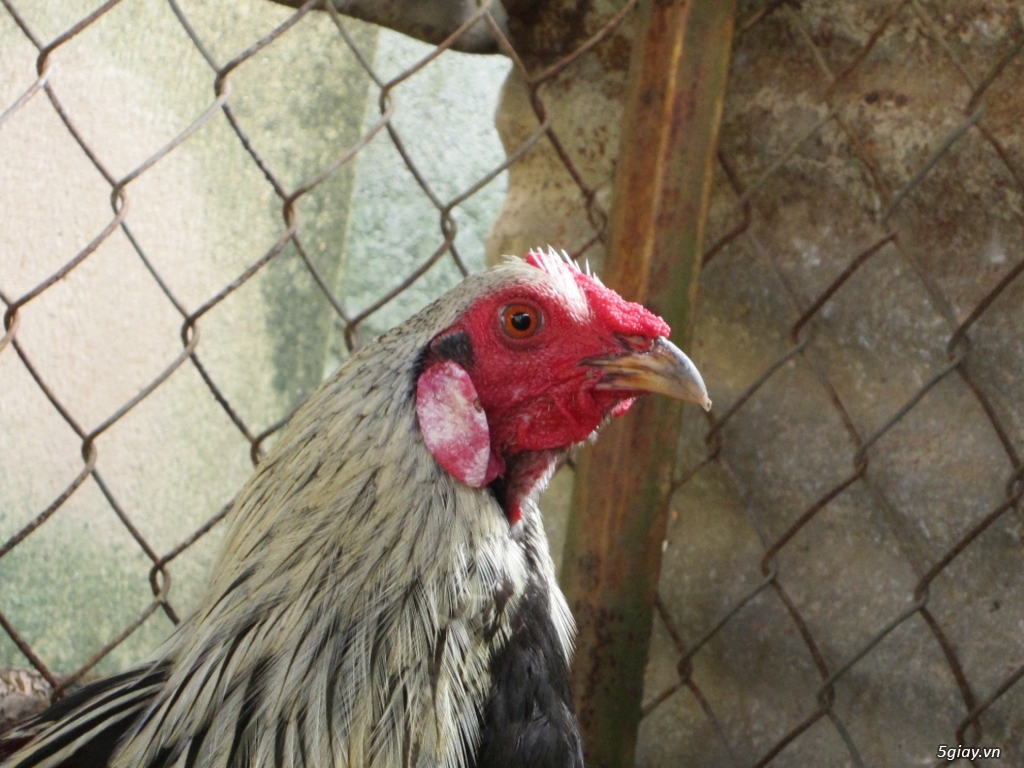 gà tre mỹ