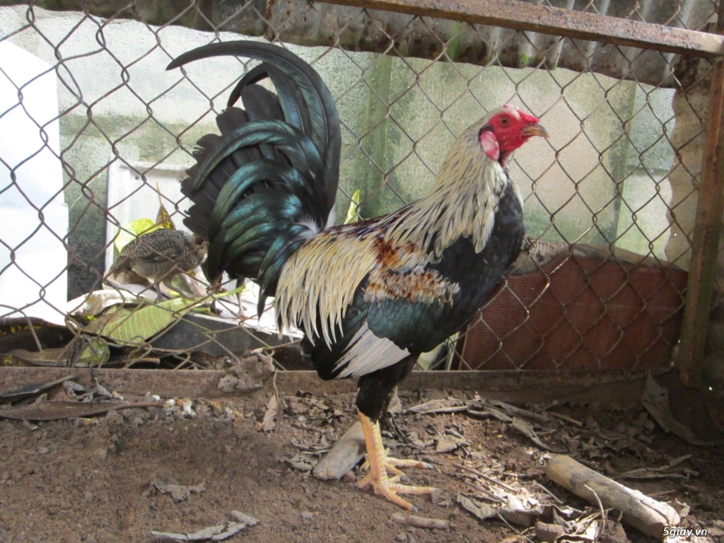 gà tre mỹ - 2