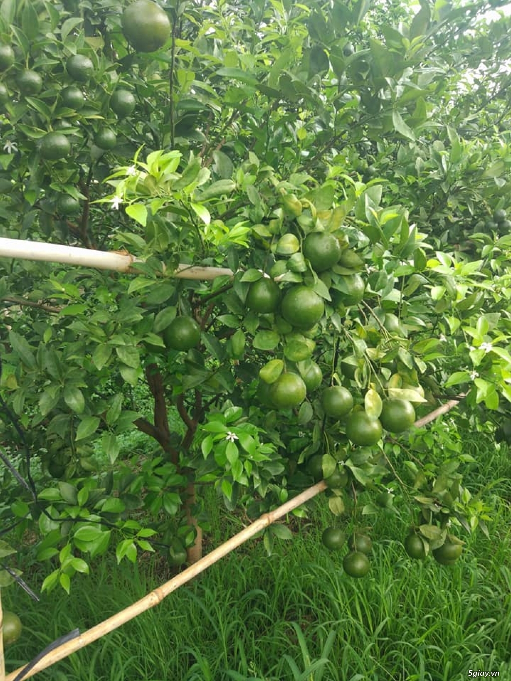 Bán trái cây vườn nhà - Quýt Đường - Cam Xoàn - Cam Cara - 1