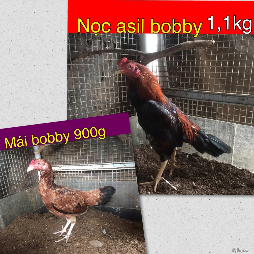 Gà Tre Asil các loại-Simon-Tuzo jap-black jap-Mỹ rặc - 6