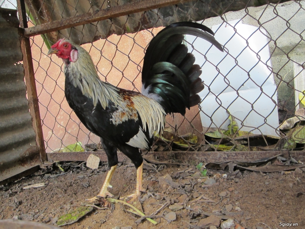 gà tre mỹ - 1
