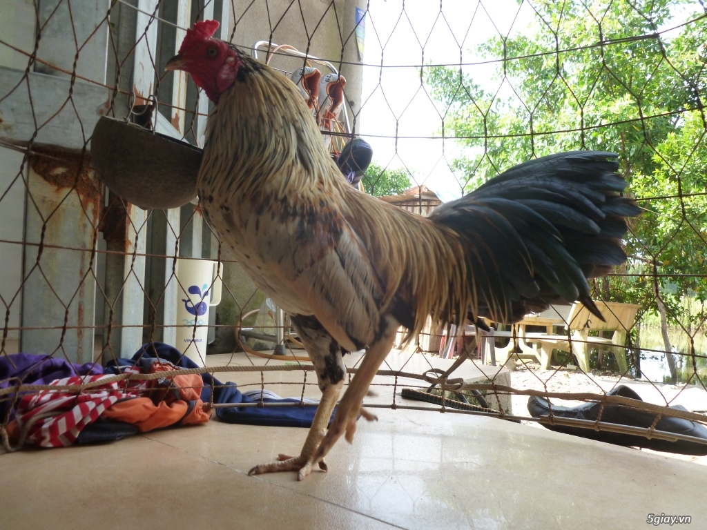 can bán nhieu gà tre nòi