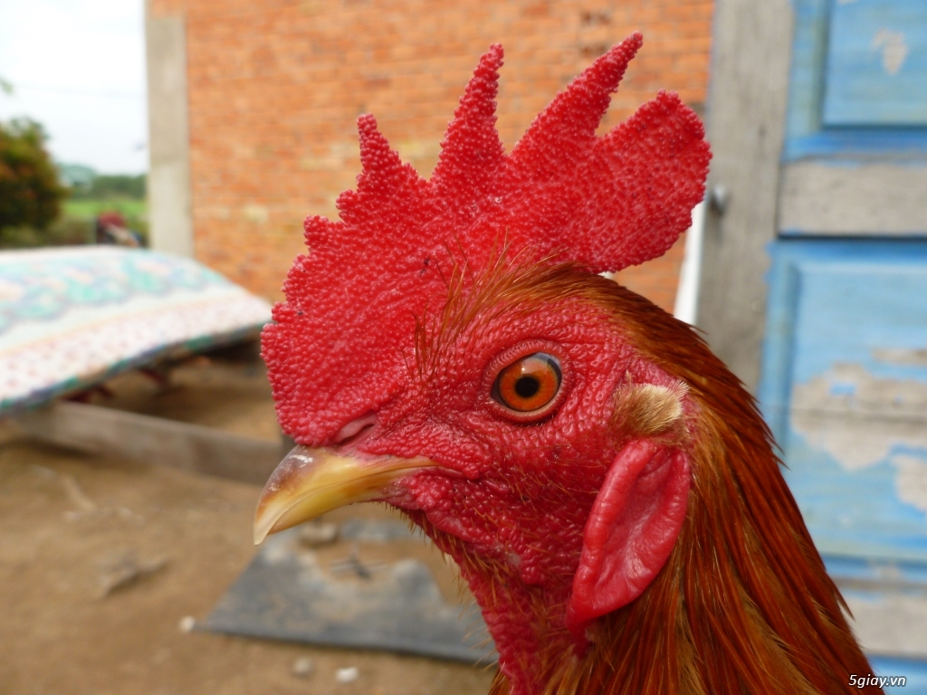 can bán nhieu gà tre nòi - 6