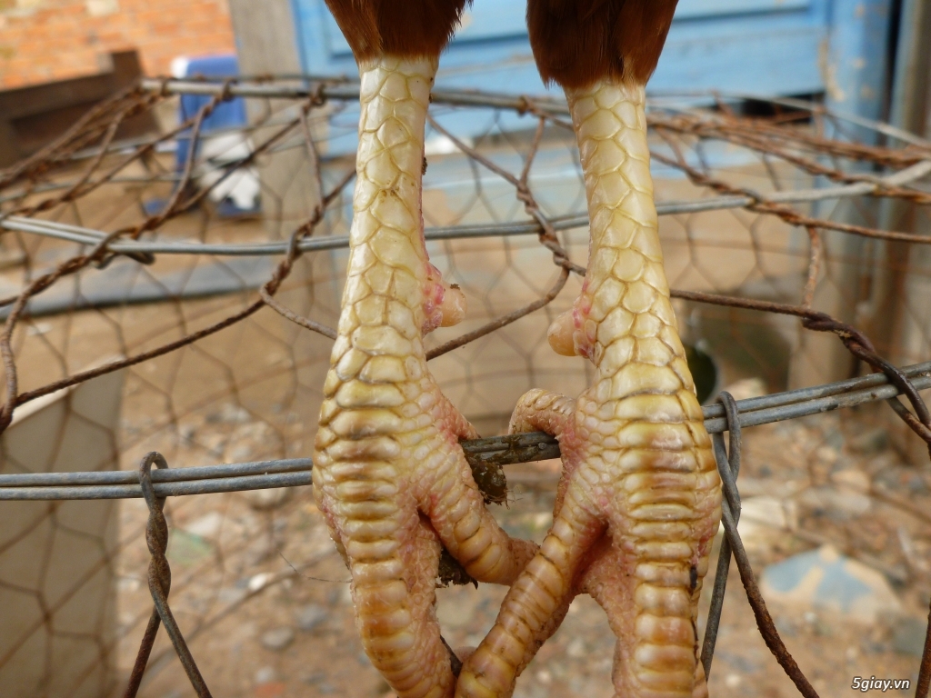 can bán nhieu gà tre nòi - 4