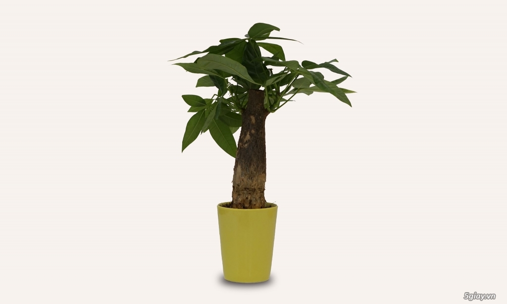 Cung cấp sứ sương làm quà tặng - 3
