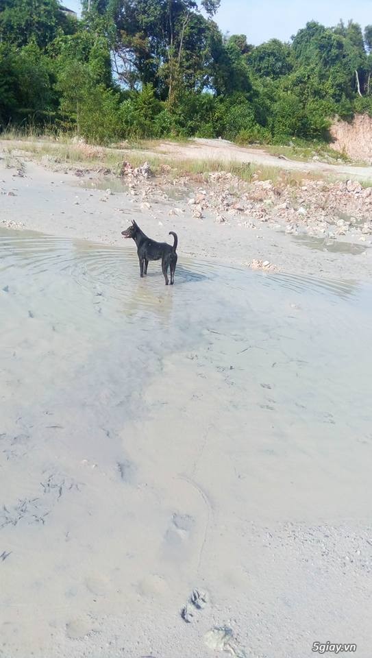 Bán chó Phú quốc từ Đảo đủ loại: vện, vàng, đen... cập nhật liên tục - 4