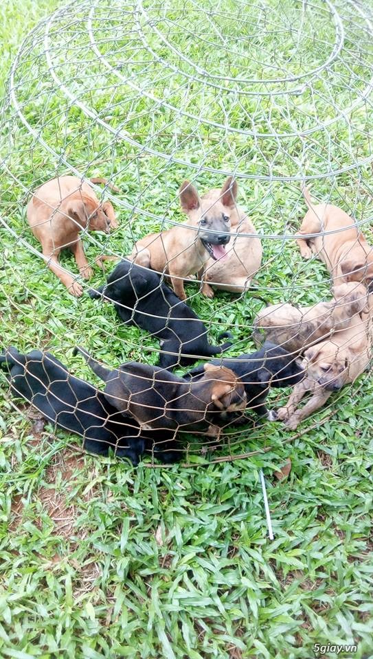 Bán chó Phú quốc từ Đảo đủ loại: vện, vàng, đen... cập nhật liên tục