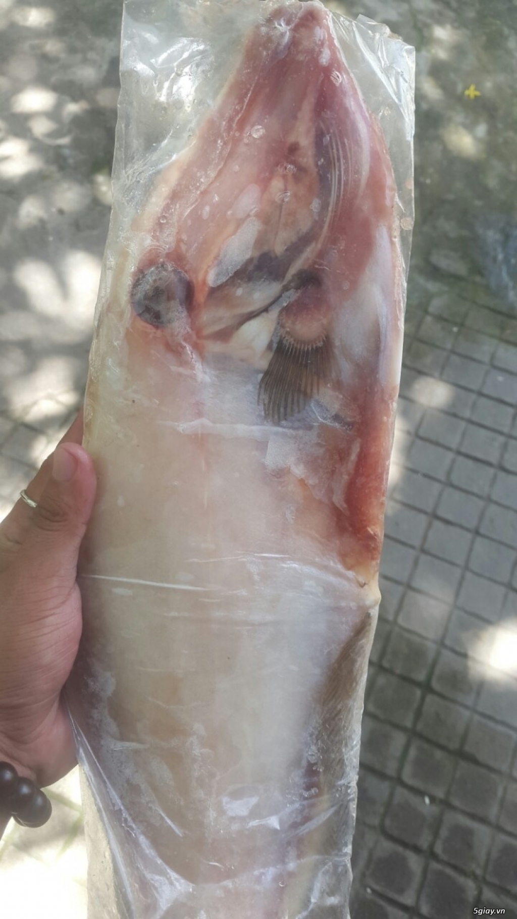 Bán cá bò da (cá da bò) giá tốt tại tphcm - 1