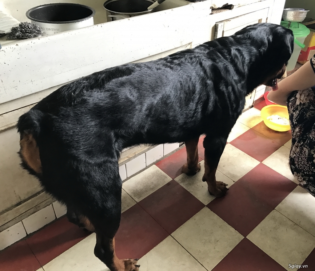 Có ai thích nuôi chó Phú Quốc hôn nào .